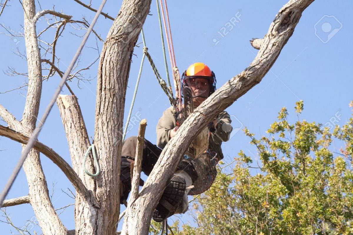 6543986-Man-wearing-safety-harness-and-ropes-as-he-saws-through-a-dead ...